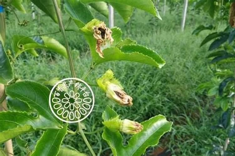 百香果施什么肥料最好
