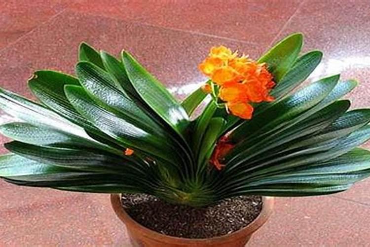 阳台种什么菜