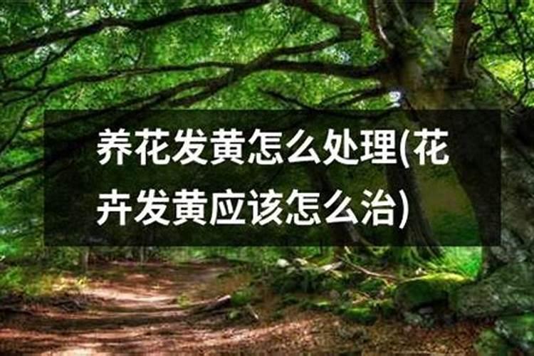 花叶子发黄用什么肥料