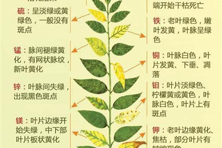 花叶子发黄可以施肥吗(花叶子黄了用什么肥料)