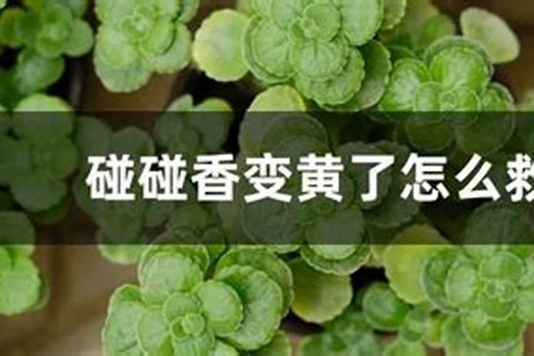 花叶子发黄用什么肥料 ？10种原因对症下药
