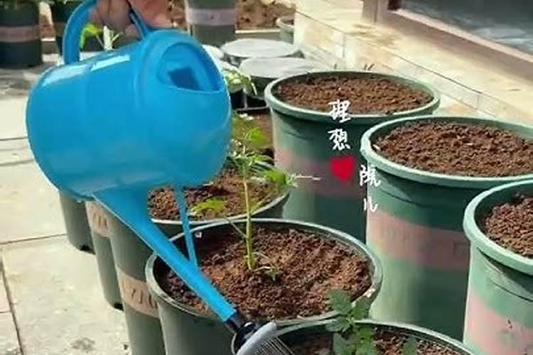 蕃茄施什么肥最好