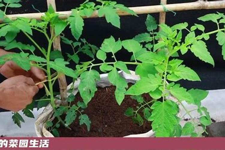 仙客来浇什么水好