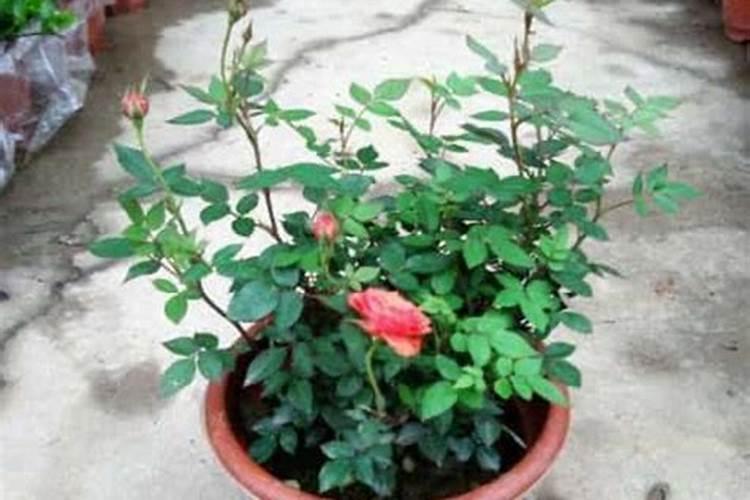 月季长花苞后怎么施肥