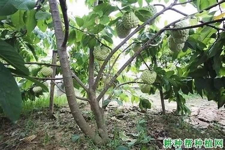 荔枝专用叶面肥什么好