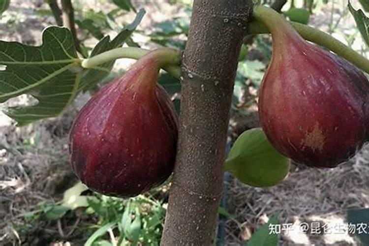 无花果施什么肥好