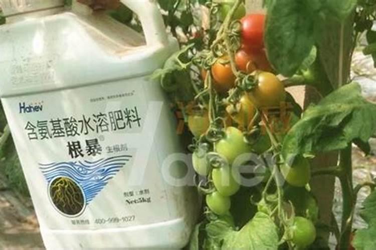 大葱产量一亩有多少斤 附大葱的种植方法