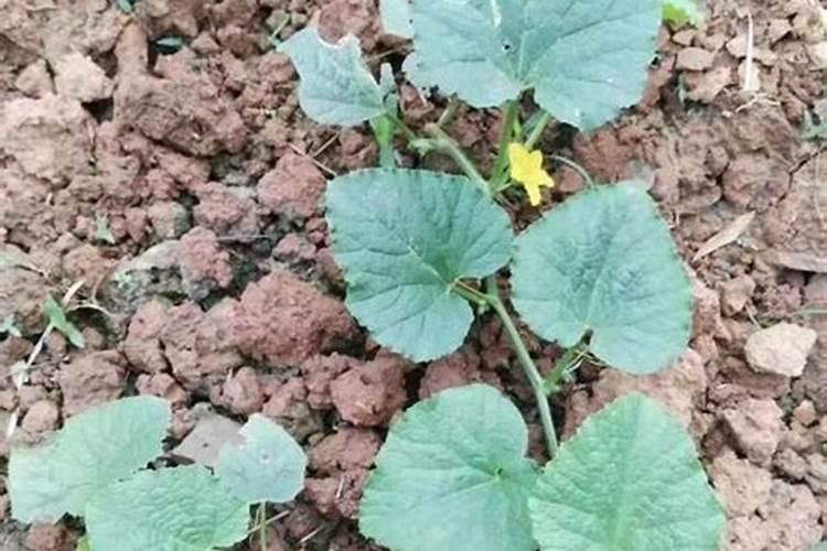 黄瓜开花结果期怎么施肥和管理