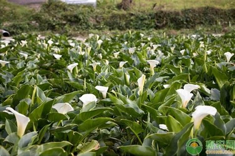 改良碱性土壤的是什么物质 碱性土壤适合种植什么