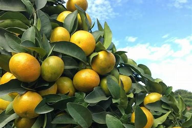 葡萄花后施什么肥料