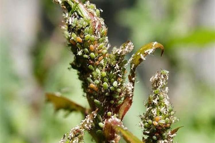 玫瑰花树施的氮肥是什么名称？
