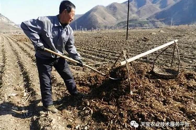 请问阳光玫瑰葡萄用赤霉酸对水的比例是多少,谢谢!