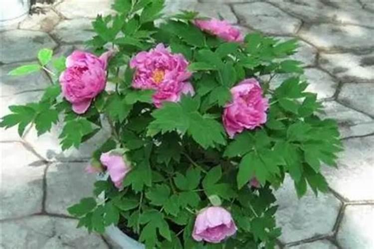 牡丹花最好的肥料是什么？