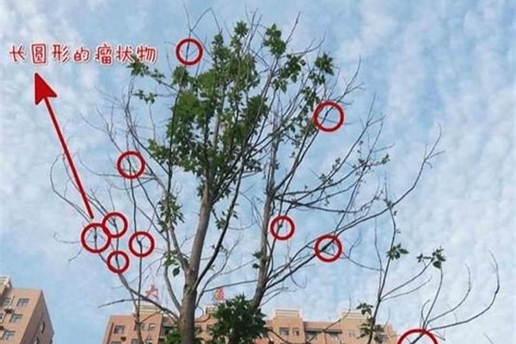 桔子幼树施什么肥好