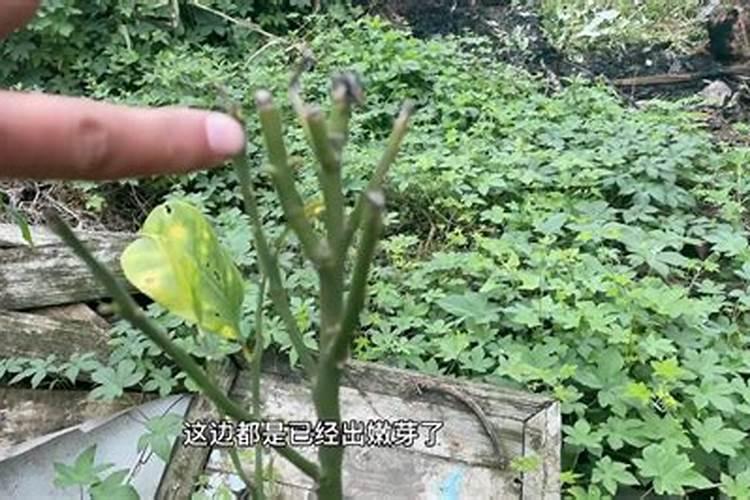 柿子树干没发芽,根部发芽怎么办？