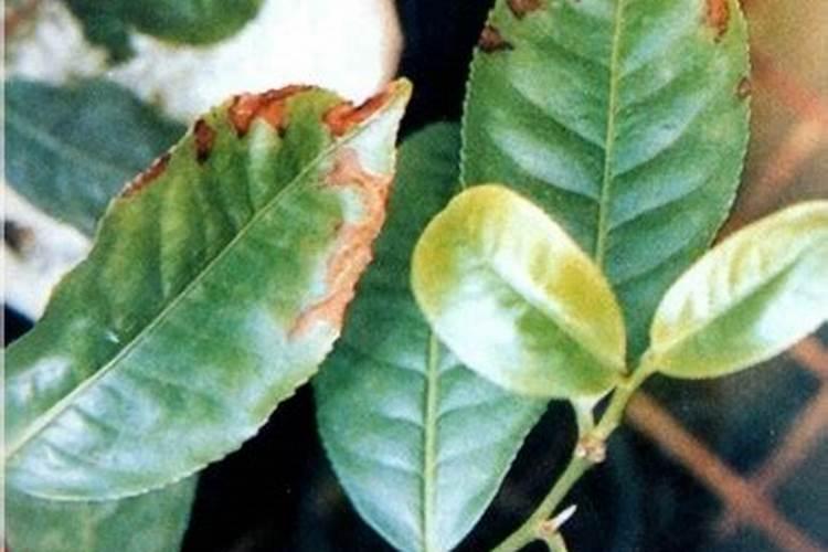 茶树南方施肥的时间和方法