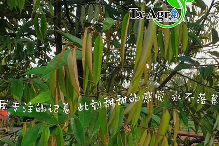 施肥时间及肥种