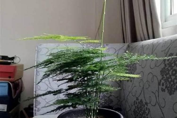 鱼蛋白肥料的功效与作用