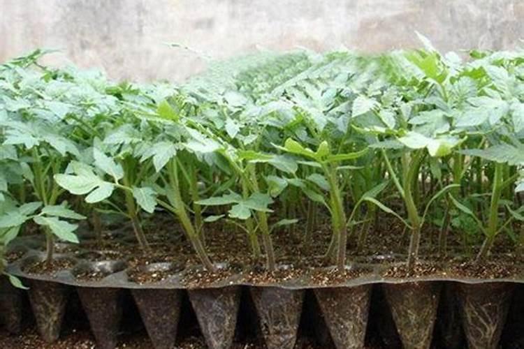 快菜要浇什么肥料