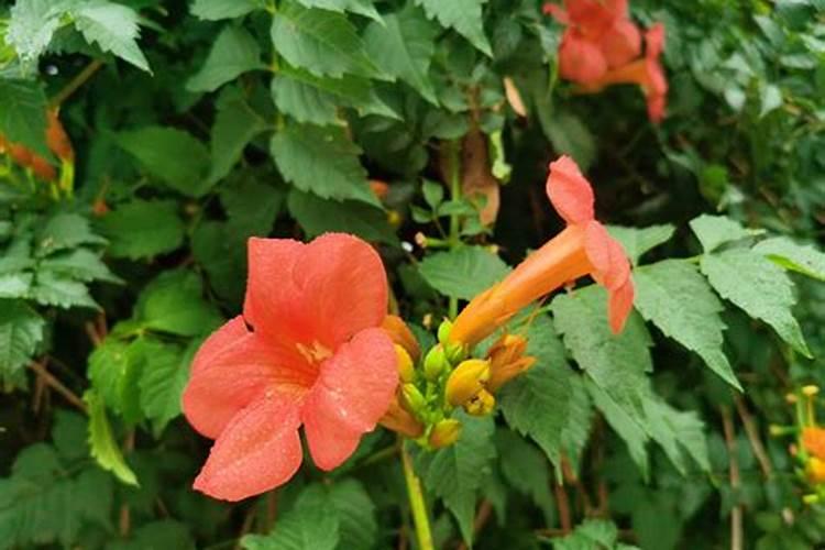 凌霄花怎么施肥