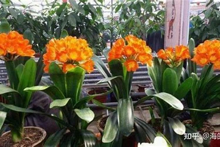 百合花怎么施肥