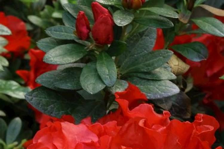 杜鹃花怎么施肥