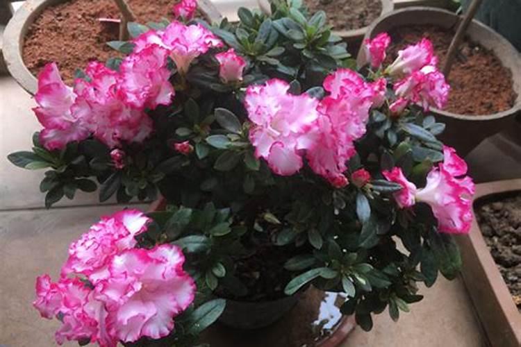 多花杜鹃怎么养
