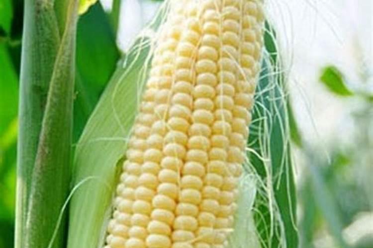 玉米什么时侯施碳铵磷肥？