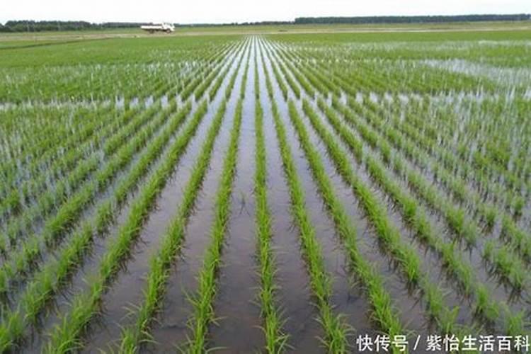 水稻什么时候施硼肥？