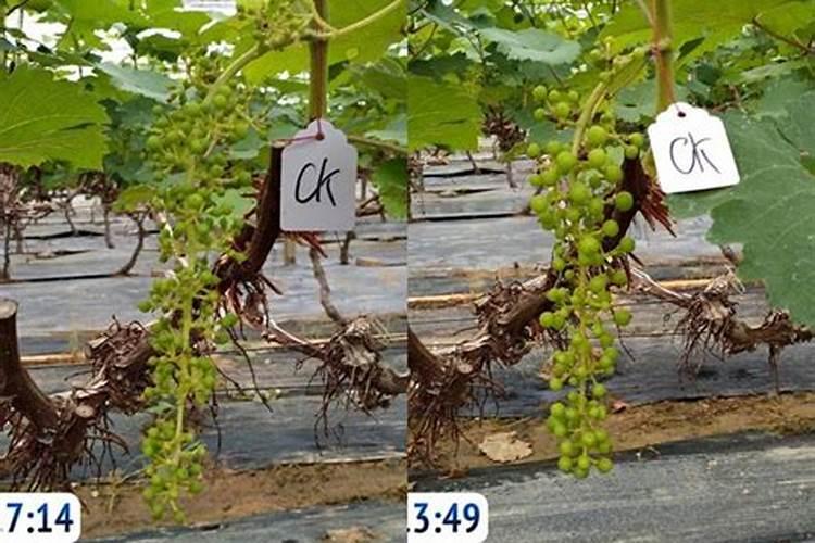 葡萄什么时候喷施叶面肥,喷什么肥,方法是什么