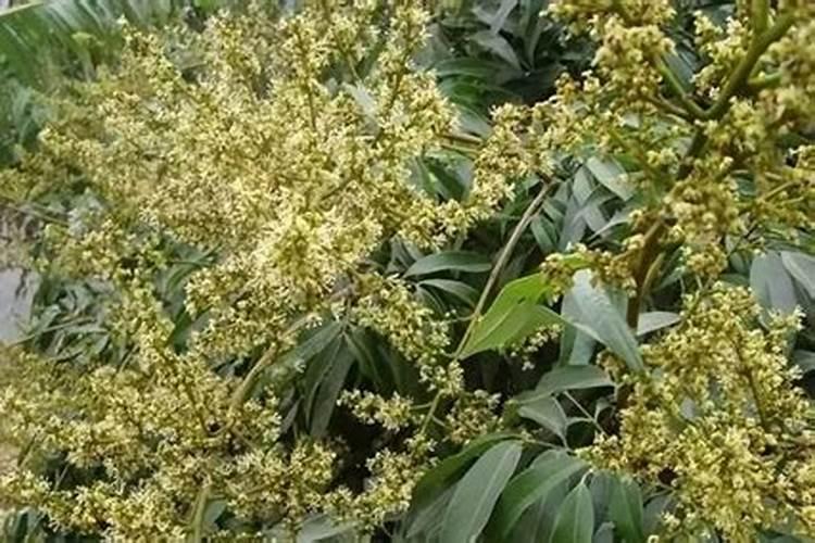 龙眼花期怎么管理 如何管理龙眼花期