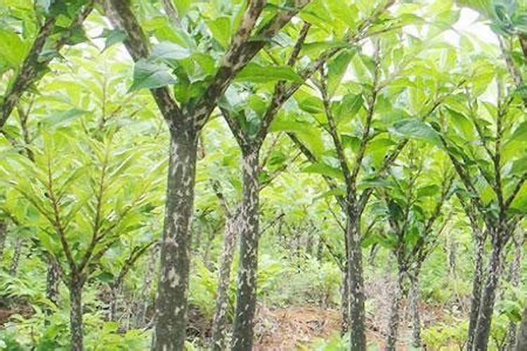 莲雾种植技术怎样种植莲雾莲雾嫁接育苗方法莲雾如何
