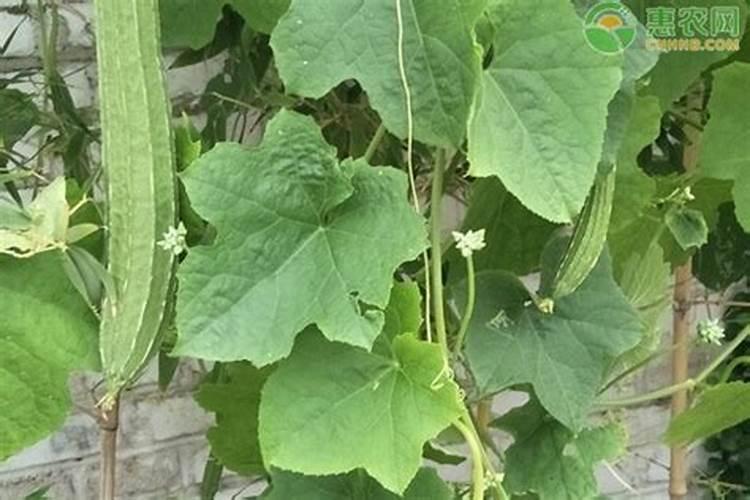 丝瓜开花后施什么肥