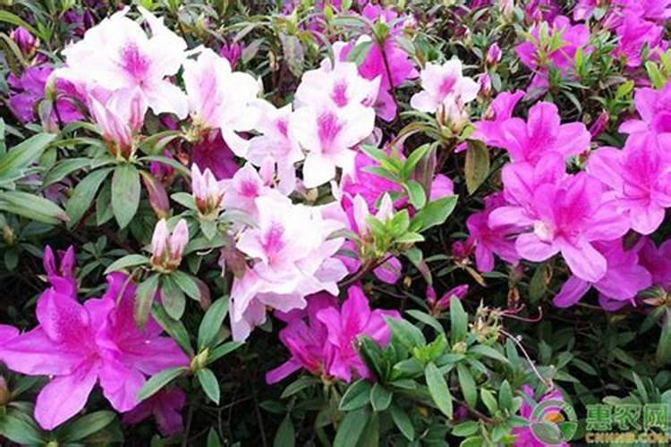 杜鹃花浇什么肥料最好