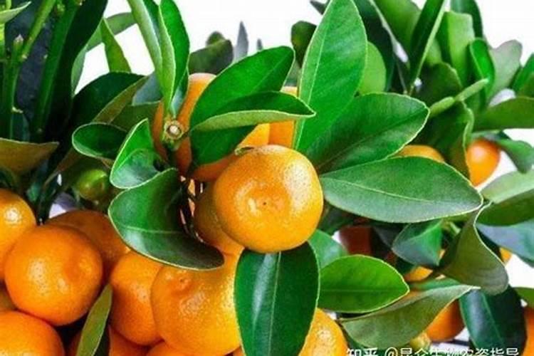 柑橘怎样能增甜 橘子的酸甜度有肥料的影响吗
