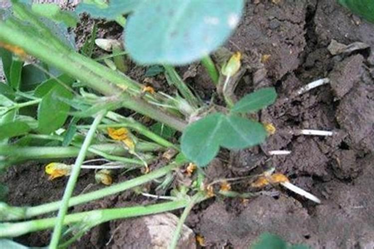 常见的浇花的钾肥和磷肥是什么