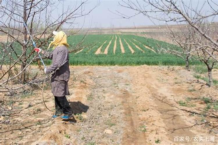 苹果树黄叶病怎么治疗