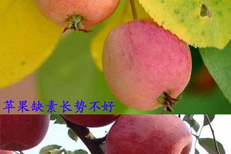 冲施肥冲施后几天果树有效果