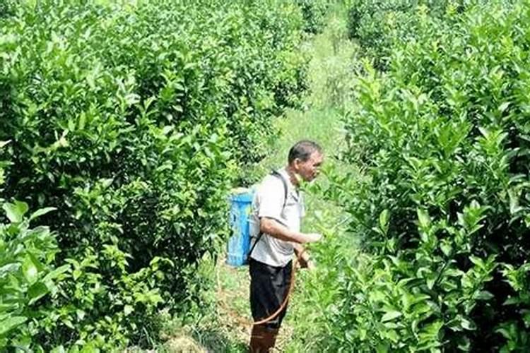 苹果树地水份大能冲施肥吗？