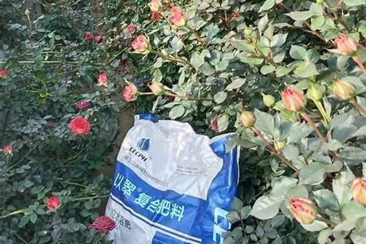 海藻肥和鱼蛋白肥哪个好 海藻肥的优缺点
