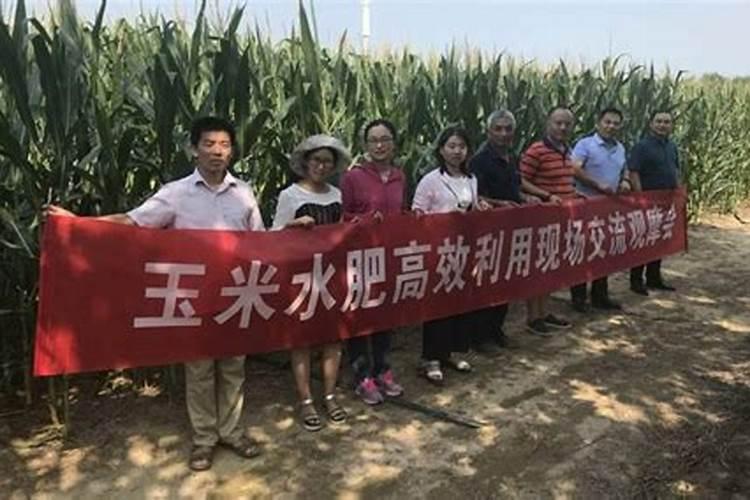 玉米打水溶肥料和磷酸二氢钾能代替追尿素吗？