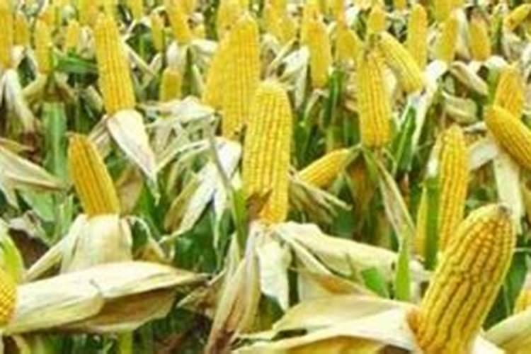 玉米刚打控旺两天可以撒化肥吗？