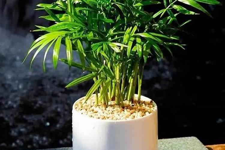 康乃馨用什么肥料