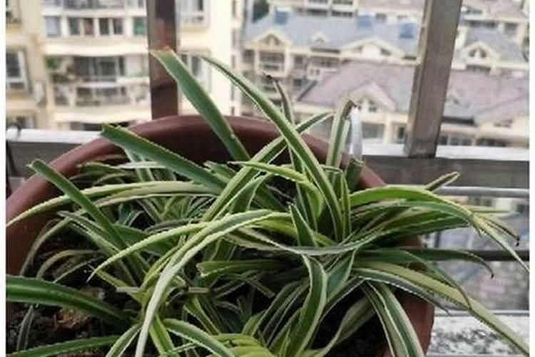 植物冬天可以施肥吗(绿萝、吊兰……5种常见花施肥方法)