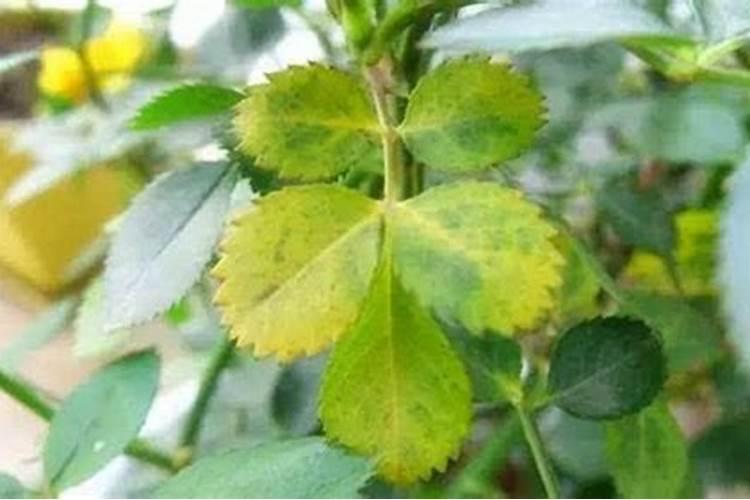 月季底肥放多了,现在叶子发黄干枯怎么办？