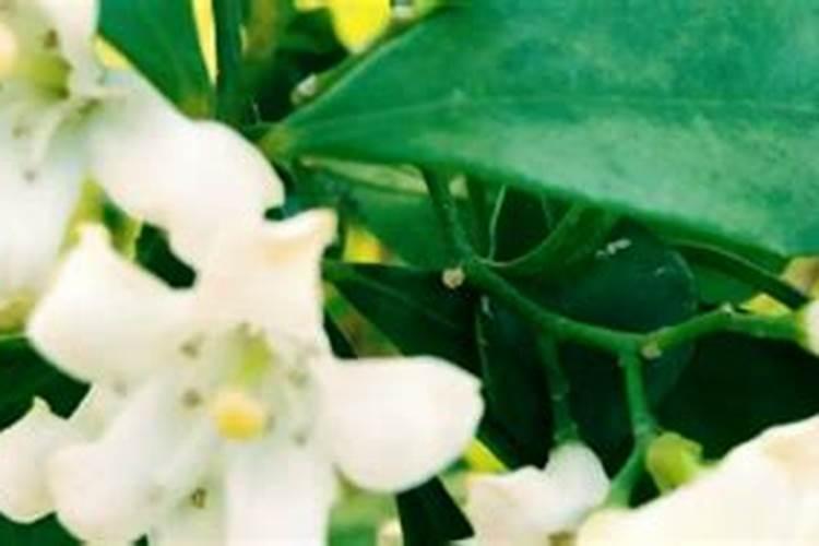 七里香怎么施肥,4种施肥方法让七里香花开更艳丽