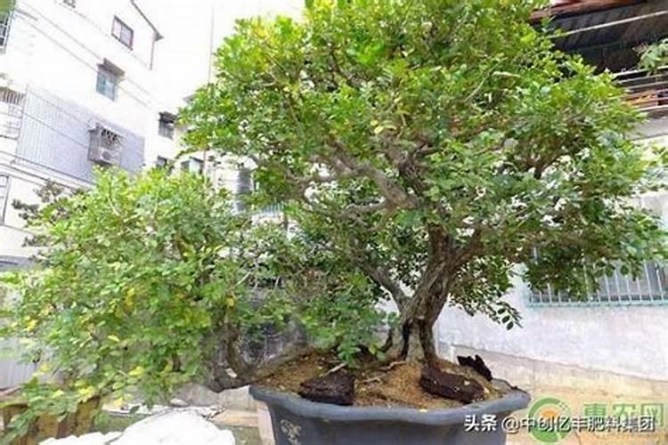 盆栽七里香花的养殖方法和注意事项(室内几天浇水一次)