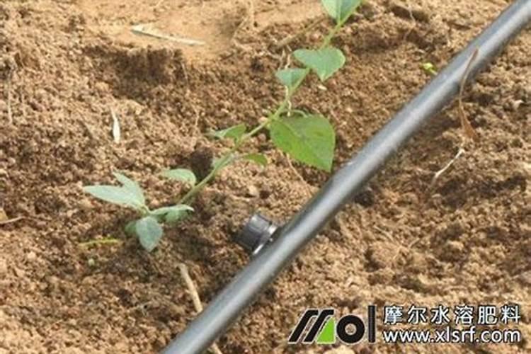绿萝需要什么肥料