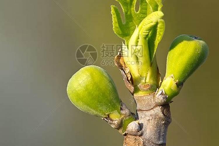 无花果如何施肥