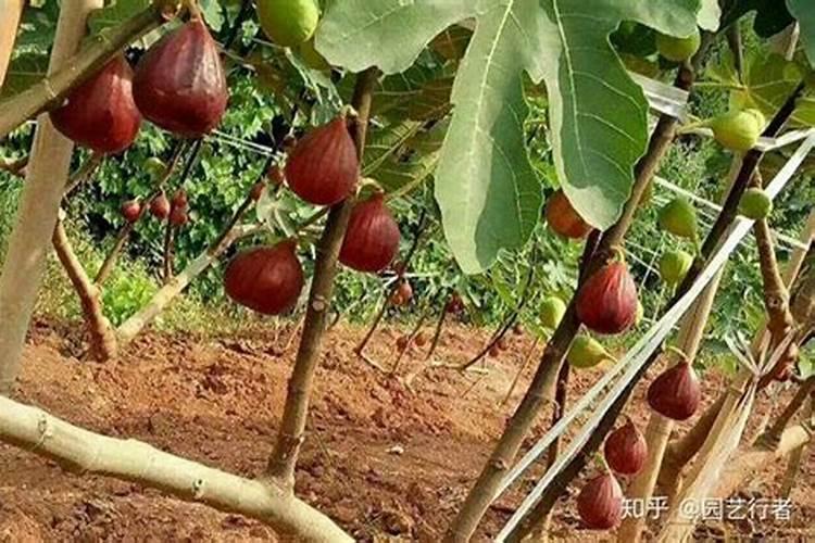 无花果果树施肥方法及时间 无花果果树如何施肥
